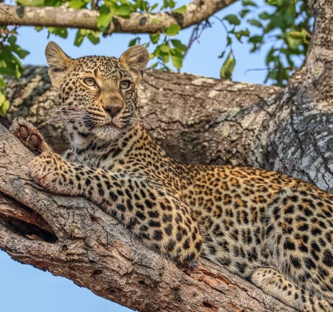 Ntsumi, the leopard, lying on a tree branch, her body relaxed after securing her kill.