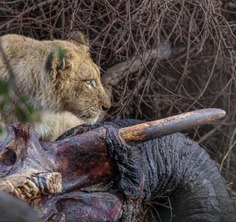Sabi Sabi Ronald Mutero Msuthlu Feeding Sabi Sabi Ronald Mutero Msuthlu Feeding