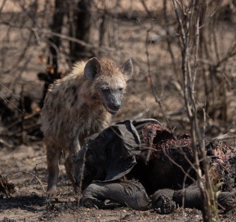 Hyena feeding on elephant carrion, highlighting food chain dynamics.