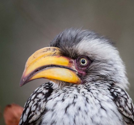 Birds 35 Birds 35