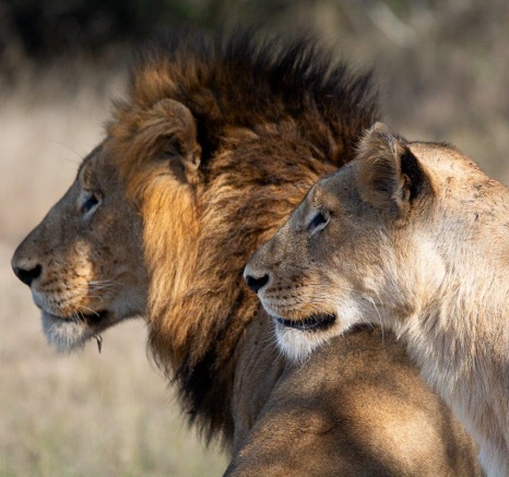 Male and female lions looks into the distance.