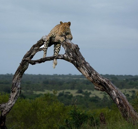 Sabi Sabi Ronald Mutero Golonyi Leopard Sabi Sabi Ronald Mutero Golonyi Leopard