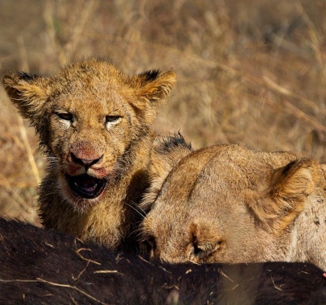 A united Msuthlu Pride and Gijima males feeding together on a large buffalo kill. A united Msuthlu Pride and Gijima males feeding together on a large buffalo kill.