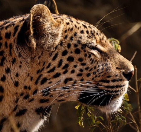 Golonyi, the leopard, bathed in the golden sunlight as she rests after a failed hunt.