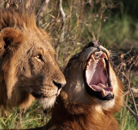 A19Devon Jansen   Kambula Males 220523   1