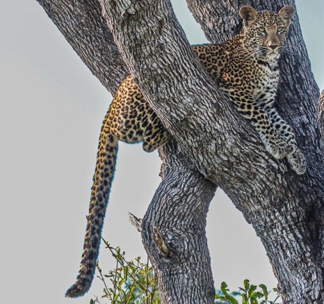 Ruan Mey Ntsumi Cubs