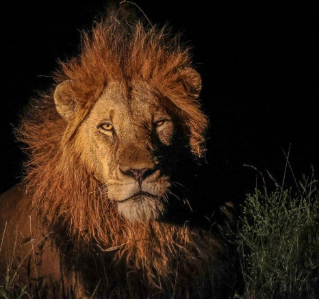 One of the Gijima males looks sleepily in our direction during a night drive. One of the Gijima males looks sleepily in our direction during a night drive.