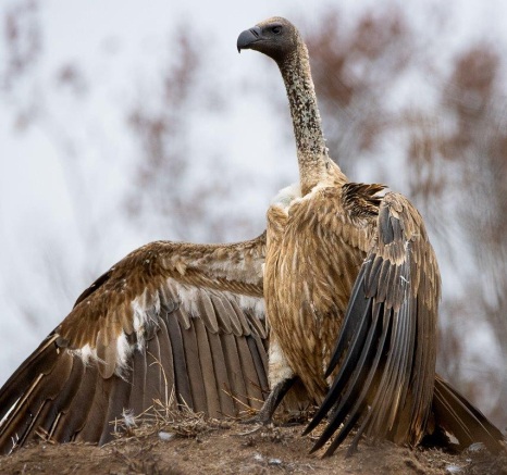 Sabi Sabi Ronald Mutero Vulture Sabi Sabi Ronald Mutero Vulture