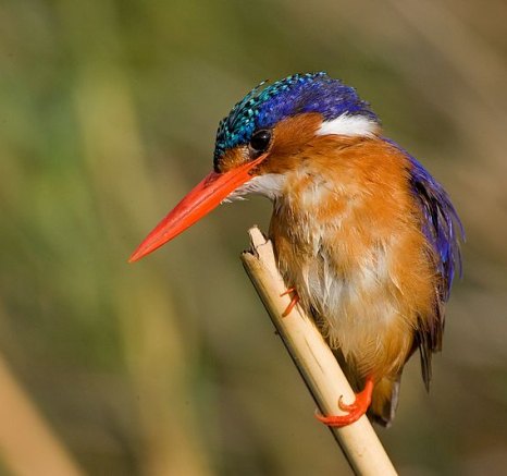 A malachite kingfisher stands on a small branch