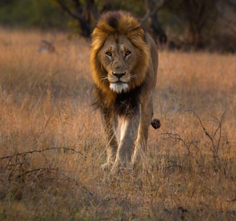 Gijima Intimidating Male Lion Jason Street Gijima Intimidating Male Lion Jason Street