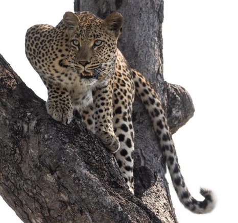 Golonyi stays alert in a tree always watching out for other predators and the next meal. Golonyi stays alert in a tree always watching out for other predators and the next meal.