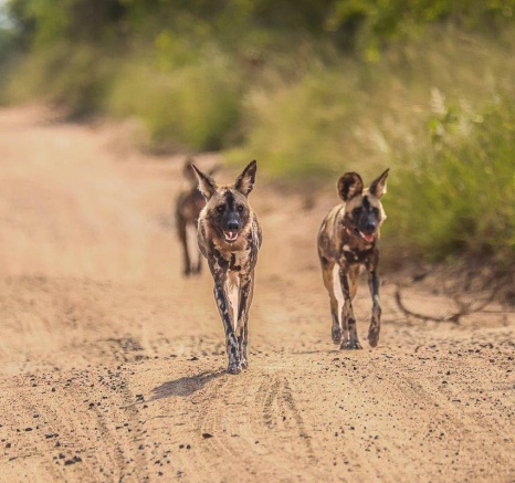 Wild dogs on the hunt. Wild dogs on the hunt.