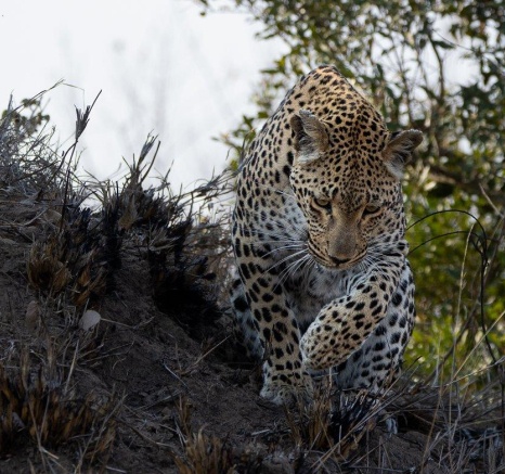 Ntsumi female leopard searching for a nearby male in her territory.