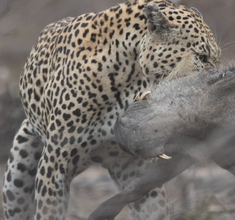 A sequence of the leopard's hunting action, illustrating its precision and strength.