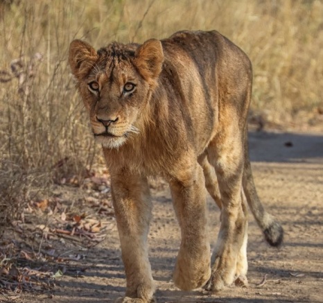 Sabi Sabi Ruan Mey Southern Pride Member