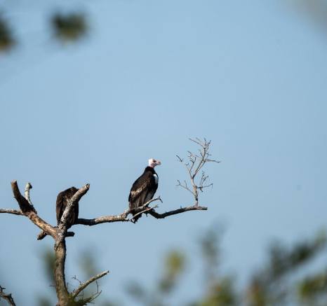A White-headed Vulture uses the vantage point of a tall tree to scan its surroundings.