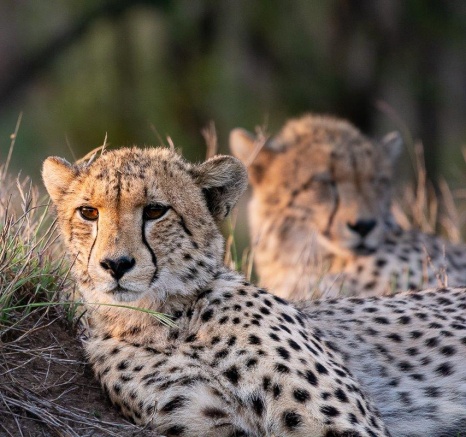 These two young male Cheetahs have provided us with countless memories over the past couple of days.