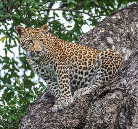 A young leopard watched a pride of lions from a tree. A young leopard watched a pride of lions from a tree.