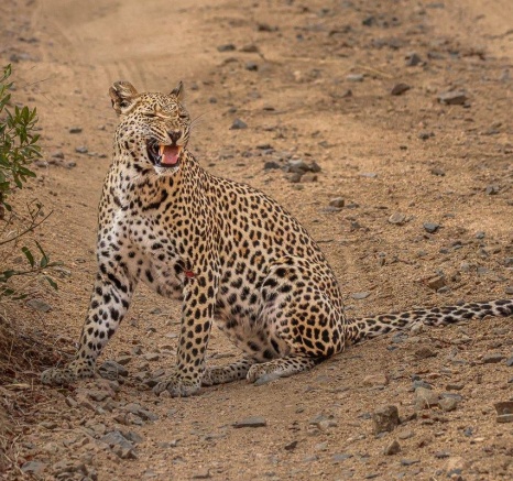 Ntsumi, the leopard, walking along a dirt road, focused on the scent trail of a male leopard.