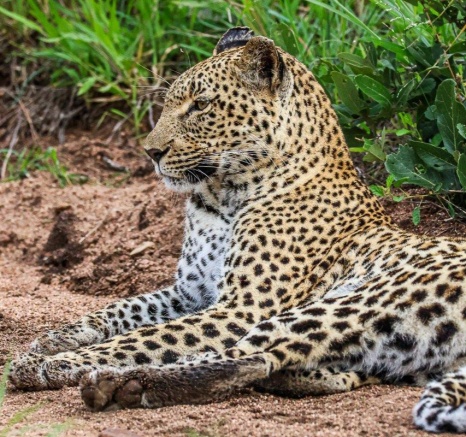 With suckle marks still clearly visible, her cubs are definitely still around and hopefully it is just a matter of time before she will introduce them to us. 