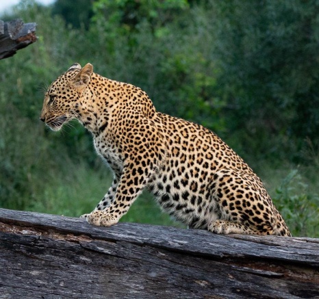 The striking Golonyi leopard stops for a moment on a dead tree. The striking Golonyi leopard stops for a moment on a dead tree.