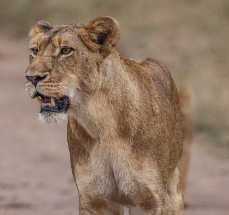 Made their way further south into our reserve to find a comfortable spot to spend their day Made their way further south into our reserve to find a comfortable spot to spend their day