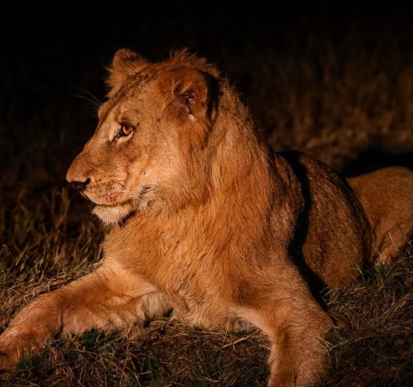 Sabi Sabi Ruan Mey Msuthlu At Night