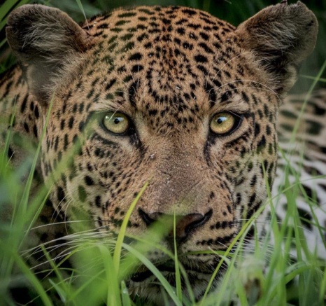 Khulwana Through Thicket Devon Jansen