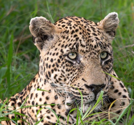 The N’weti male takes a short break from his territorial patrol. The N’weti male takes a short break from his territorial patrol.