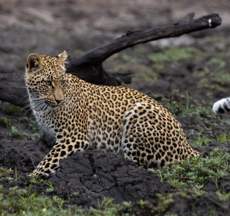 Sabi Sabi Ronald Mutero Ntsumi Cub Explore Sabi Sabi Ronald Mutero Ntsumi Cub Explore