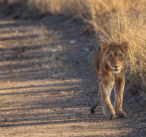 Sabi Sabi Ruan Mey Southern Pride