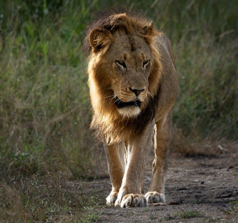 The golden morning light catches one of the male lions from the Kambula pride.