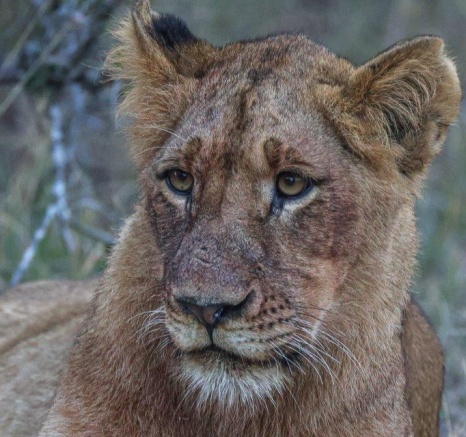 The main lioness was responding The main lioness was responding