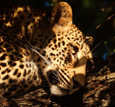 Close-up of Ntsumi's cub, its face showing curiosity and the early signs of independence.