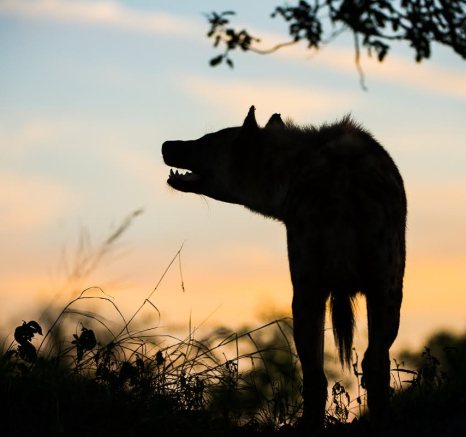 Long shadows create a dramatic and eerie feeling in the late afternoons in the Sabi Sands.