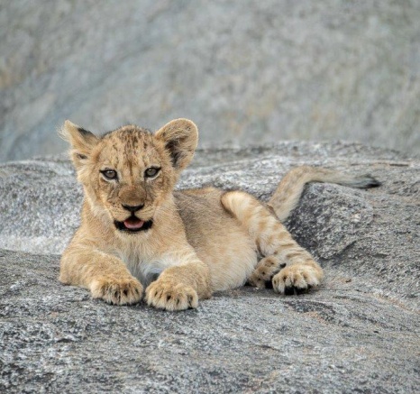 A Talamati lion cub rests on a rocky outcrop. 