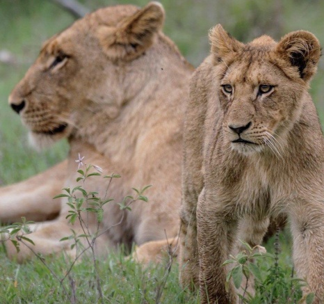 A playful cub of the Southern Pride took the restful morning to practice hunting and stalking on its mother. A playful cub of the Southern Pride took the restful morning to practice hunting and stalking on its mother.