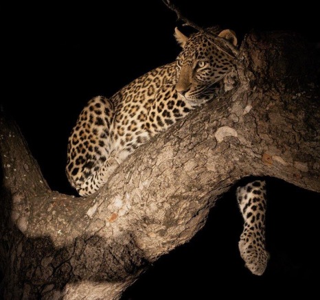 A17JP Van Rooyen Jasiri Female 20230501 2 A17JP Van Rooyen Jasiri Female 20230501 2