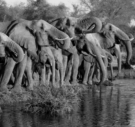 A herd of elephants are lined up at a waterhole