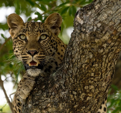 A22Jamiel Golonyi 25 01 23 2 Edit Final