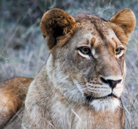 A female in the Southern Pride.