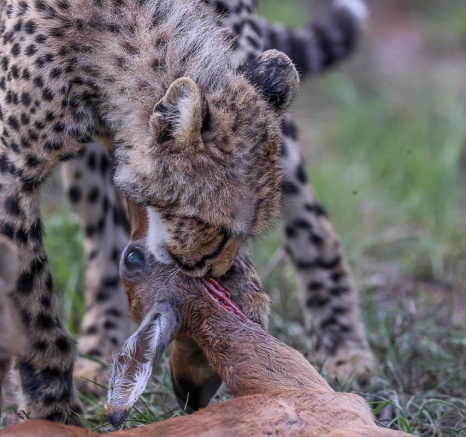 Sabi Sabi Ruan Mey Cheetah Eating Impala