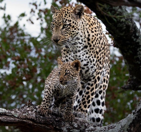 A carbon copy, Tengile's cub looks just like her. 
