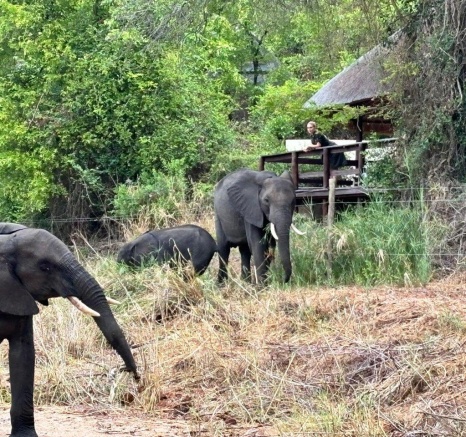 Large elephant close to Little Bush Lodge, showcasing wildlife-lodge harmony.