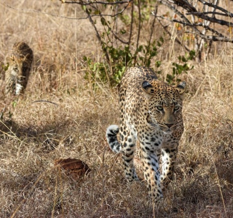 Sabi Sabi Jan Nel Golonyi Walks With Cub