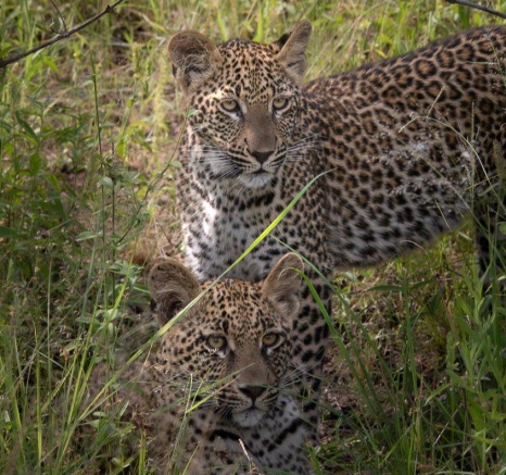 Ntsumi Cubs Grown Strong Jason Street Ntsumi Cubs Grown Strong Jason Street