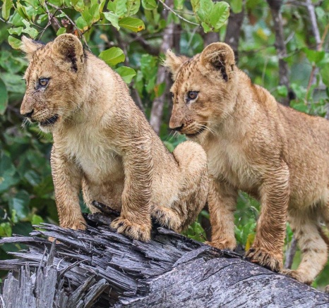 The young ones were full of energy, going up every fallen tree they could find and jumping on one another. The young ones were full of energy, going up every fallen tree they could find and jumping on one another.