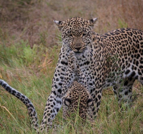 Tengile mother and cub playing to learn vital survival skills