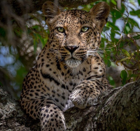 Golonyi Female Leopard Devon Jansen Golonyi Female Leopard Devon Jansen