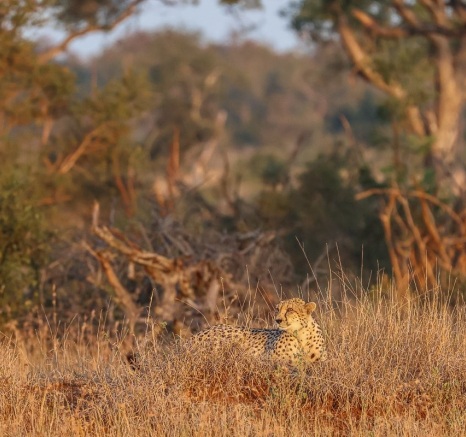 Sabi Sabi Ruan Mey Cheetah Camoflage
